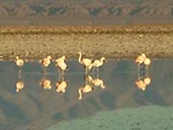 Flamingo`s in de Salar de Atacama