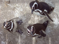 Magellan pinguins