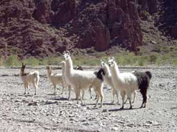 Geinteresseerde lamas