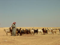 Jordan goat herd
